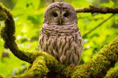 West Coast Barred Owl